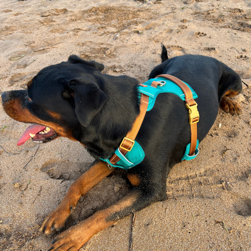 Harnais Anti-traction « Rolla » pour Chiens
