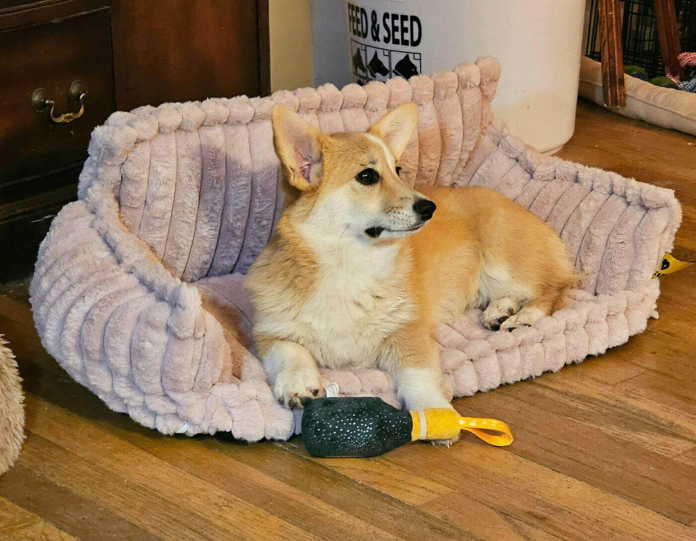Lit Canapé Orthopédique pour Chiens