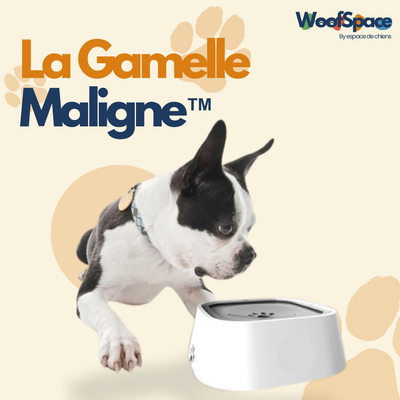 La Gamelle Maligne™️