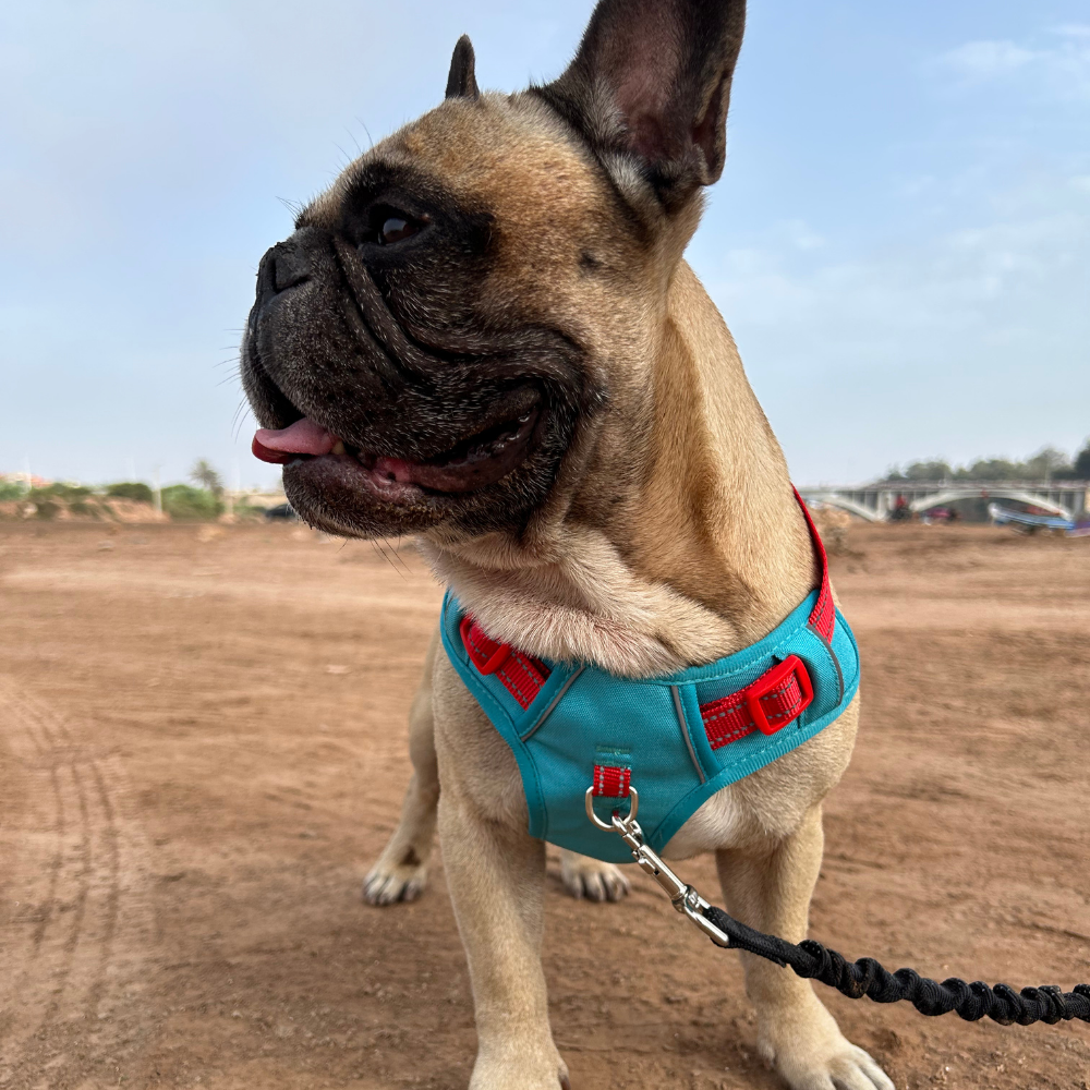 Harnais Anti-traction « Rolla » pour Chiens