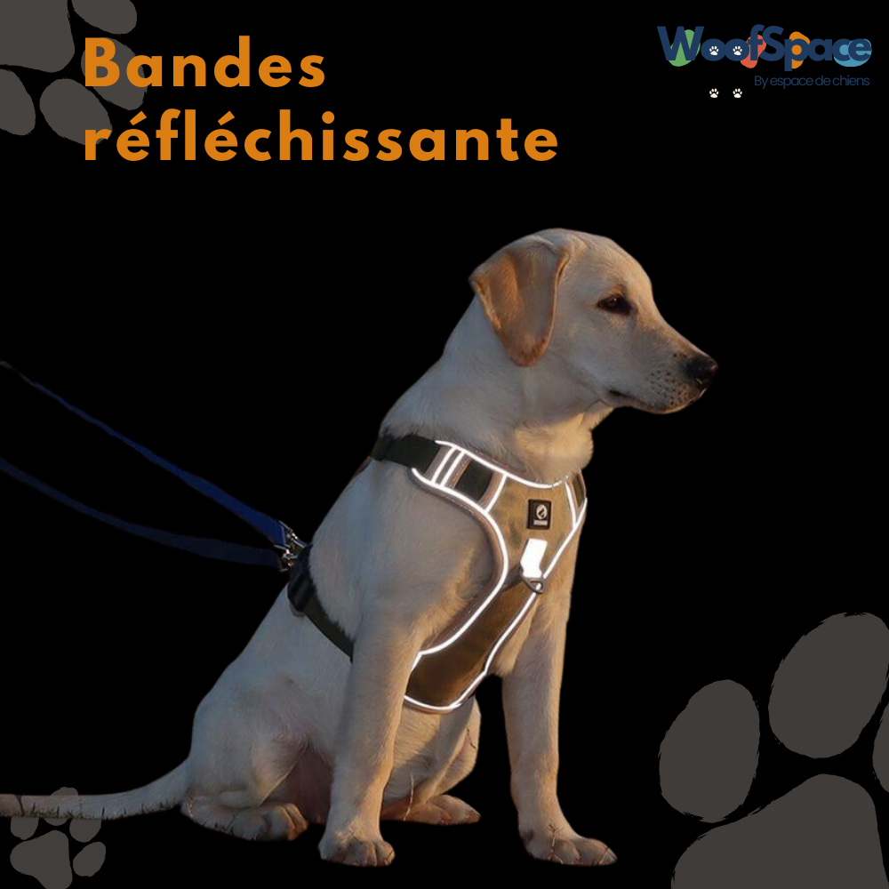 Harnais chien anti traction - JollyWalk™️