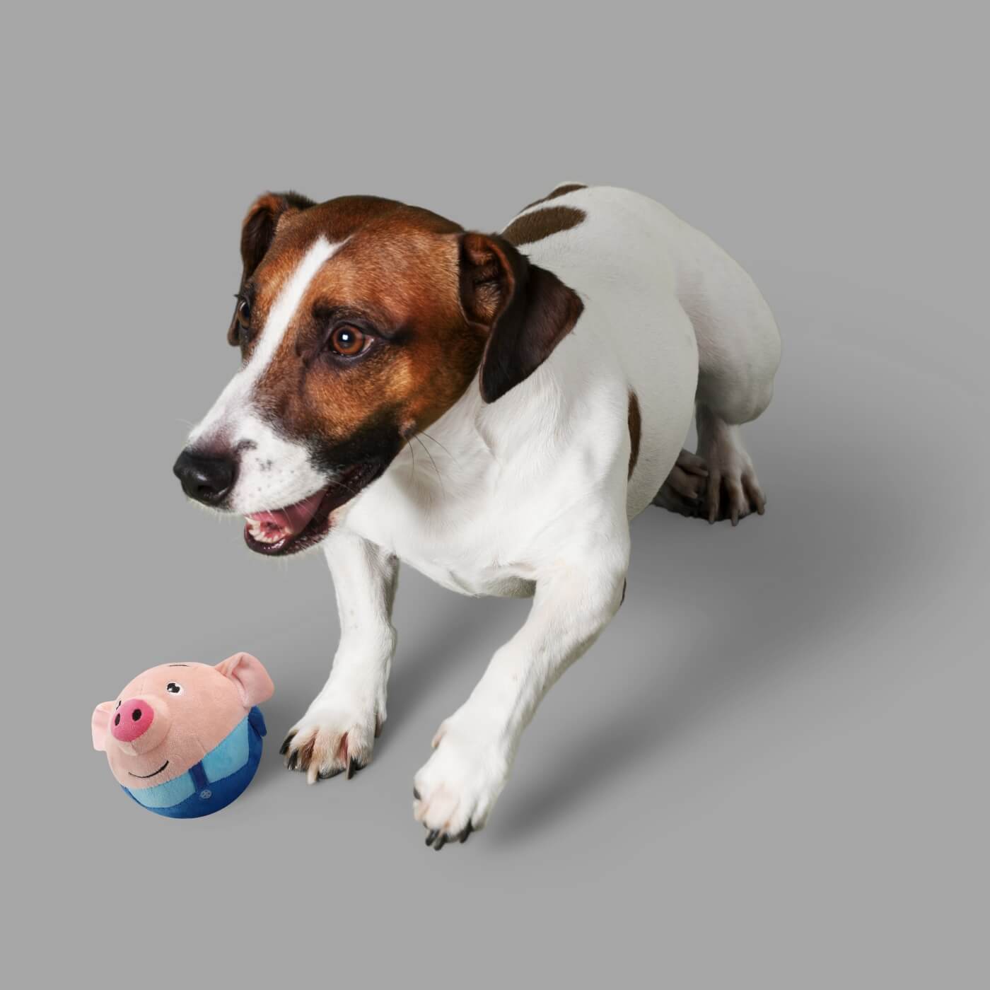 Balle rebondissante pour chiens - PIGGY