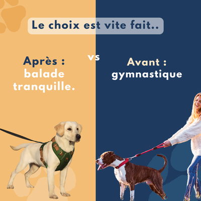 Harnais Anti-traction « Rolla » pour Chiens