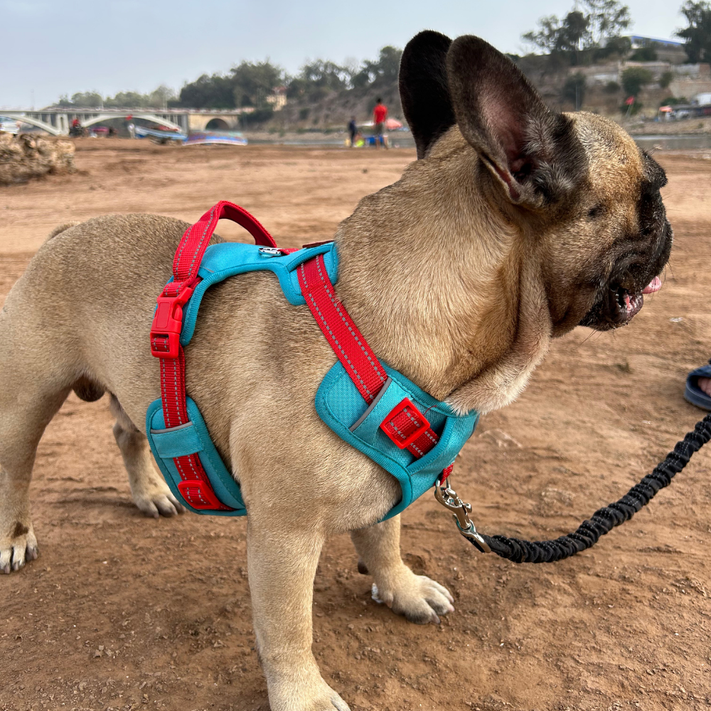 Harnais Anti-traction « Rolla » pour Chiens