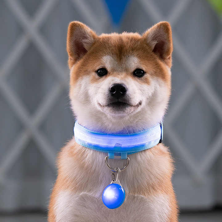 Collier Led lumineux pour chien- Collarness