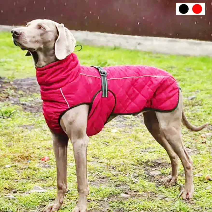 Manteau pour chien - Snow™️