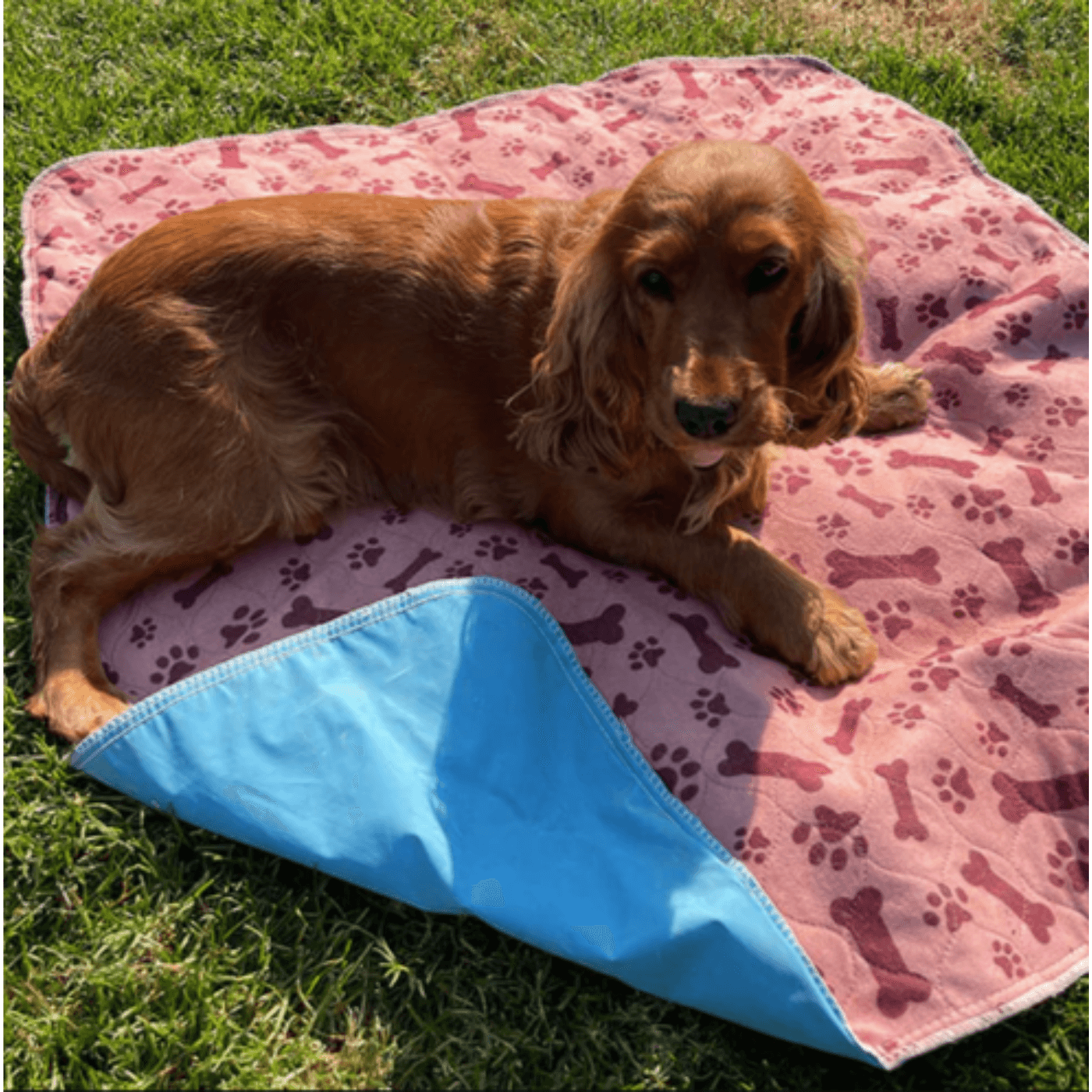 Tapis étanche pour chien - SpongeRug™️