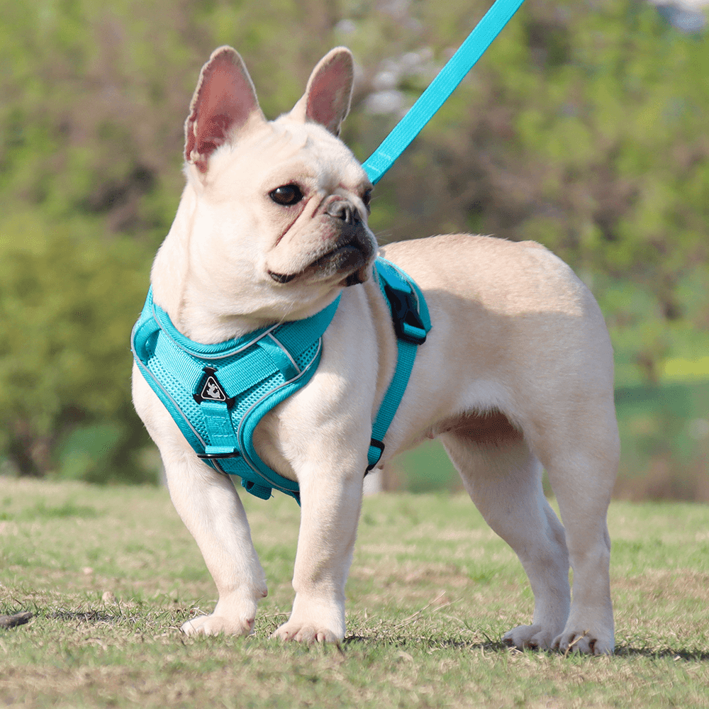 harnais-petit-chien-bleu