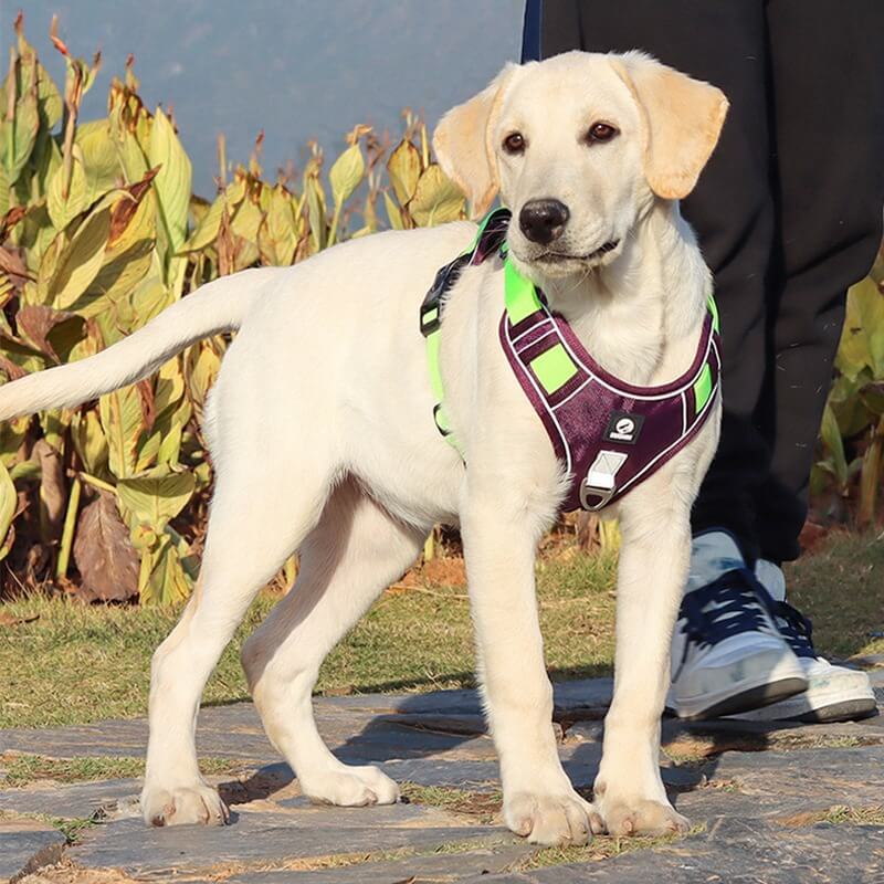 Harnais chien anti traction - JollyWalk™️