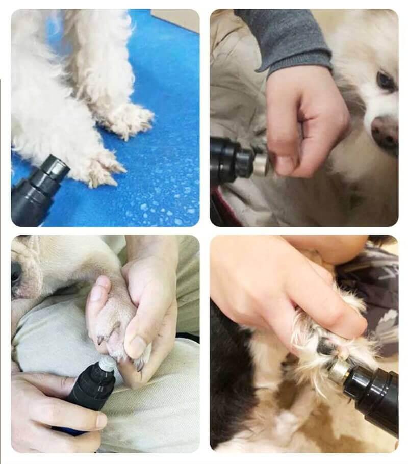 coupe-ongle-pour-chien-sans-risque