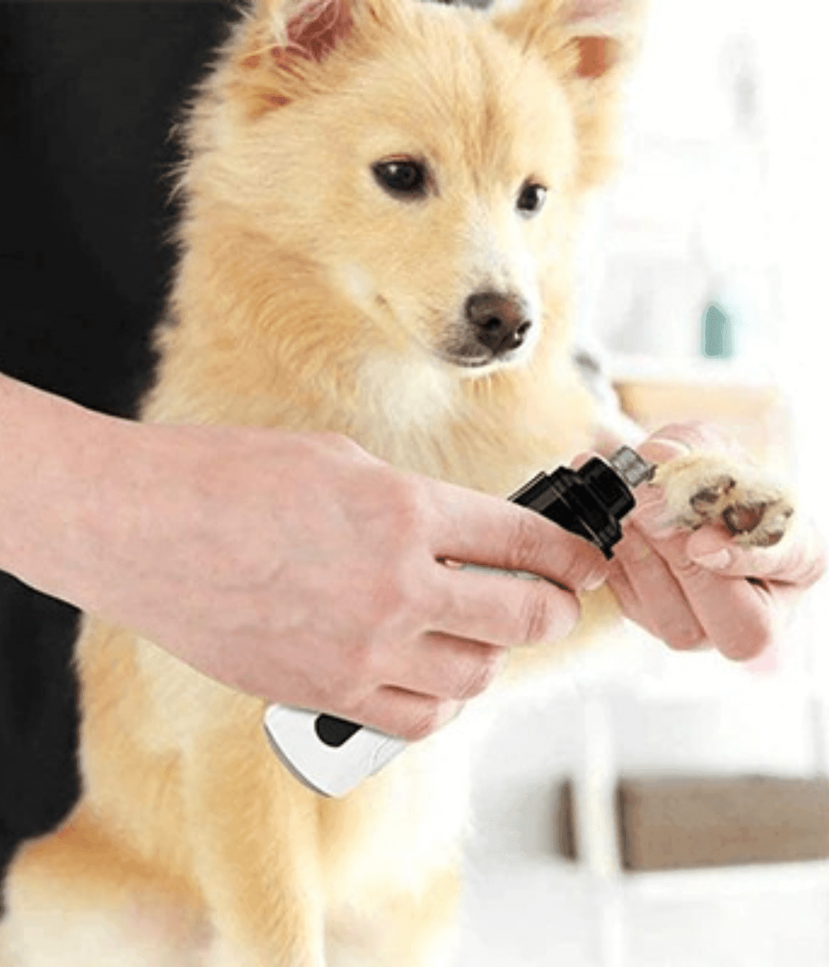 coupe-ongles-pour-chien-électrique