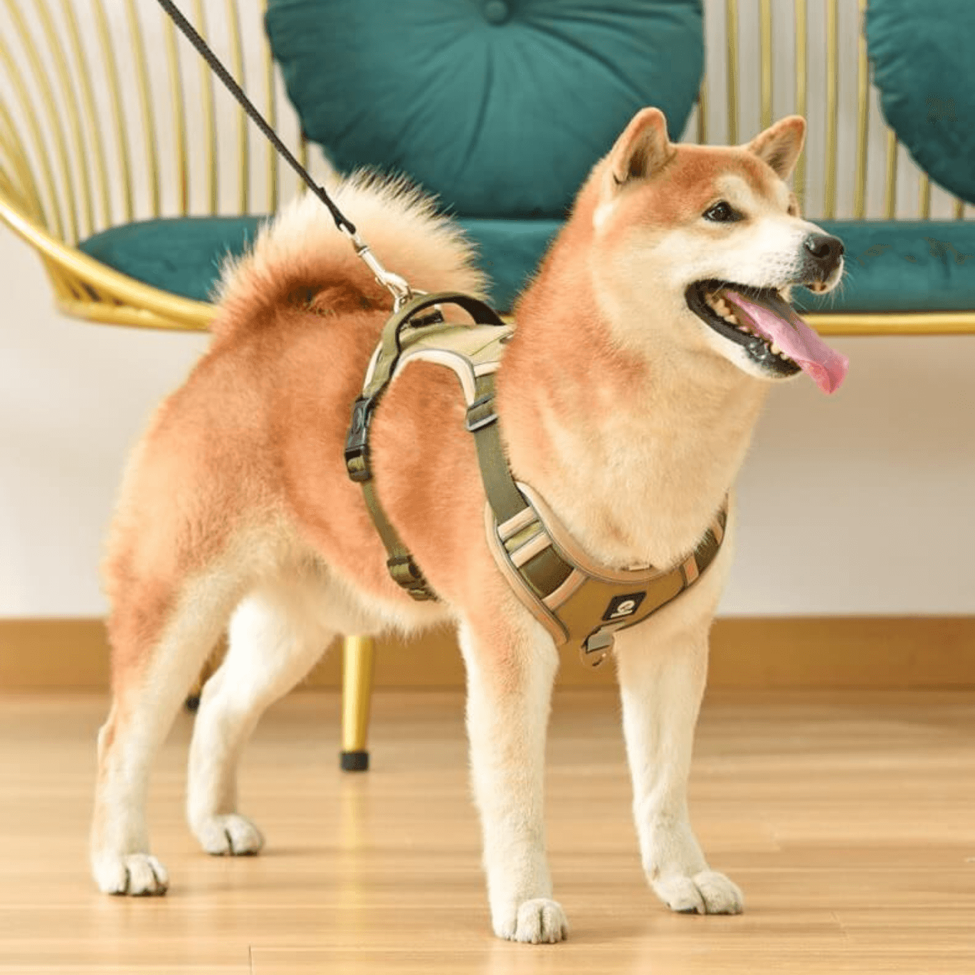 harnais-chien-anti-traction-kaki