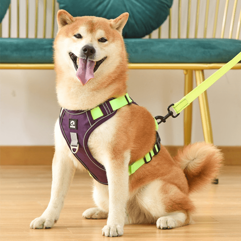 harnais-chien-anti-traction-mauve