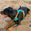 Harnais Anti-traction « Rolla » pour Chiens