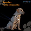 Harnais chien anti traction - JollyWalk™️