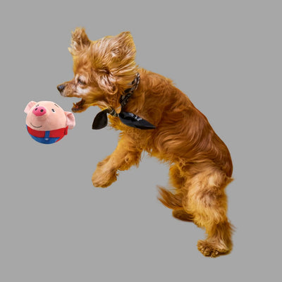 Balle rebondissante pour chiens - PIGGY