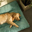 Lit Orthopédique pour Chien
