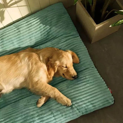 Lit Orthopédique pour Chien