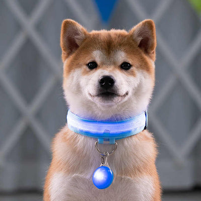Collier Led lumineux pour chien-  Collarness