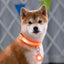 Collier Led lumineux pour chien-  Collarness