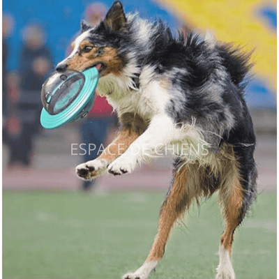 Distributeur-de-croquettes-pour-chien