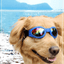 Lunettes de soleil pour chien - SunnyWalk™ - Espacedechiens.com