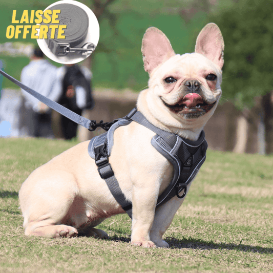 Harnais Chien Anti-traction  EasyWalk™ – Lucky & family