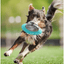 Jouet-pour-chien