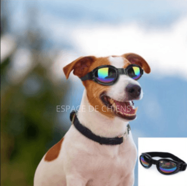 Lunettes de soleil pour chien - SunnyWalk™ - Espacedechiens.com