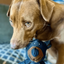 Jouet Ours en Peluche pour Chien - BraveBear™️