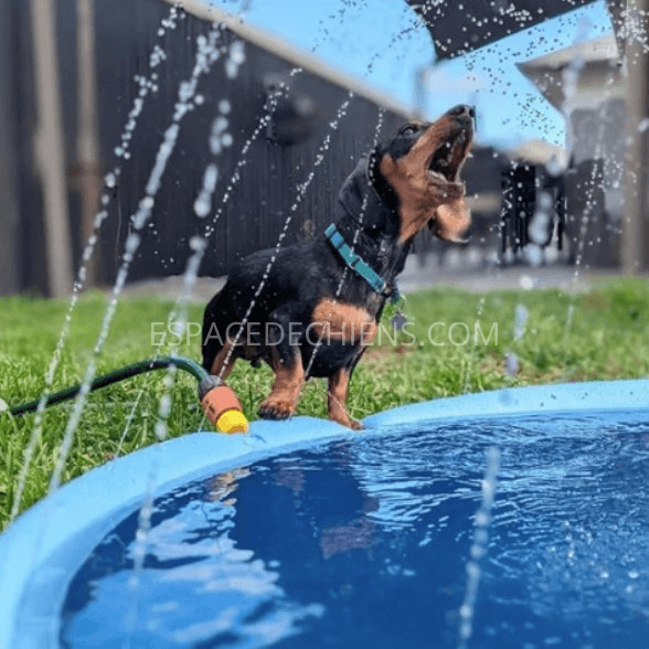 Piscine pour chien