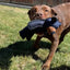 Jouet Ours en Peluche pour Chien - BraveBear™️