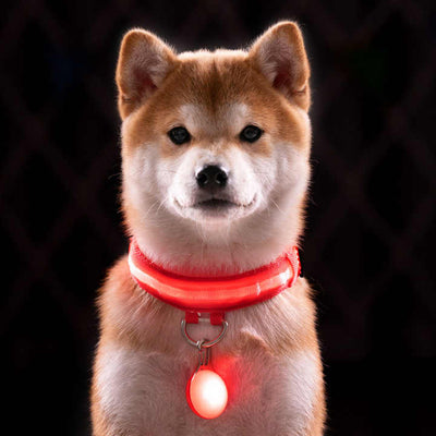 Collier Led lumineux pour chien-  Collarness