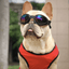 Lunettes de soleil pour chien - SunnyWalk™ - Espacedechiens.com