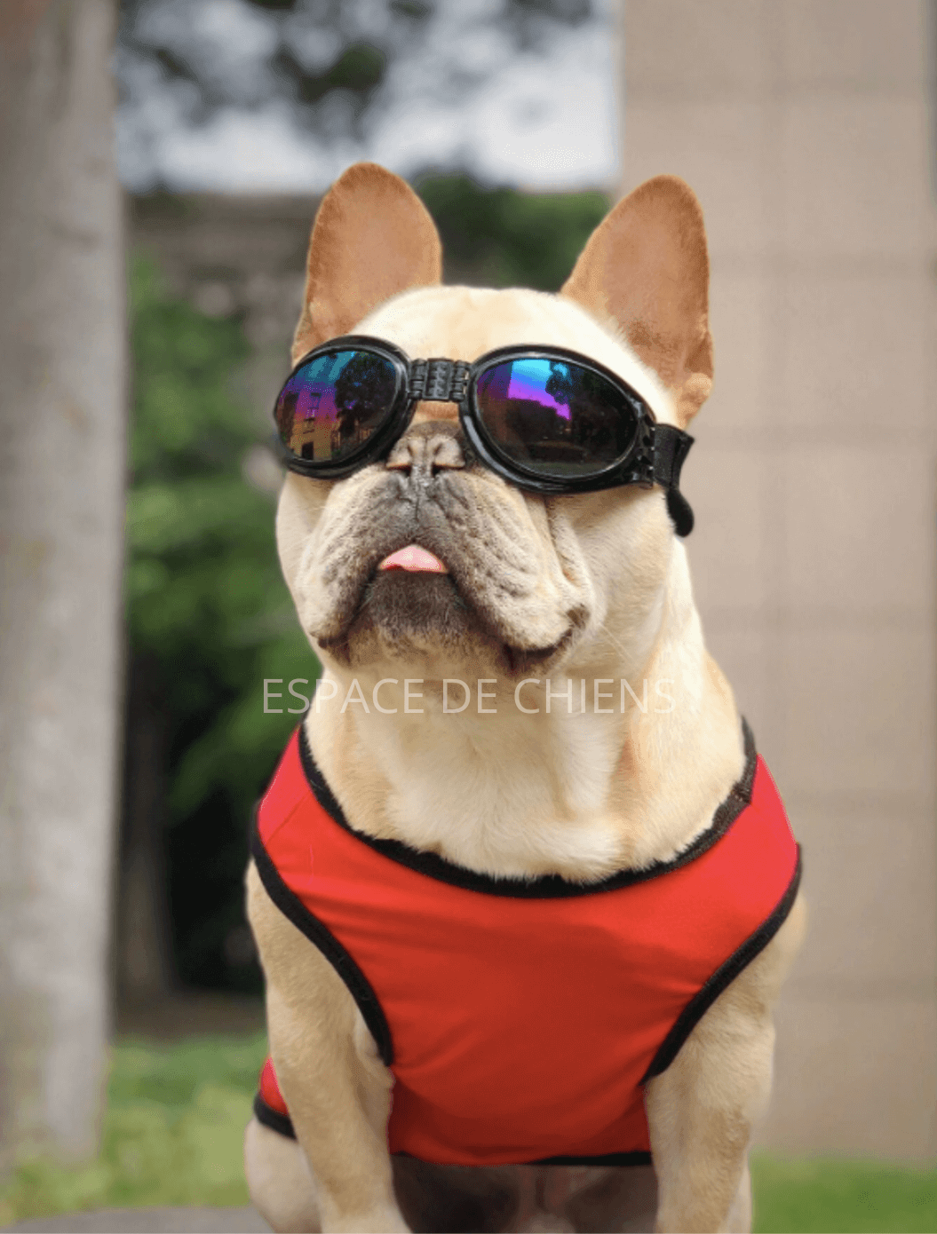 Lunettes de soleil pour chien - SunnyWalk™ - Espacedechiens.com