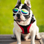 Lunettes de soleil pour chien - SunnyWalk™ - Espacedechiens.com