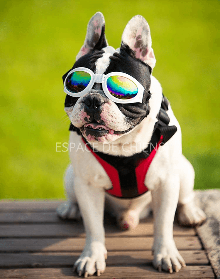Lunettes de soleil pour chien - SunnyWalk™ - Espacedechiens.com