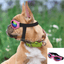 Lunettes de soleil pour chien - SunnyWalk™ - Espacedechiens.com