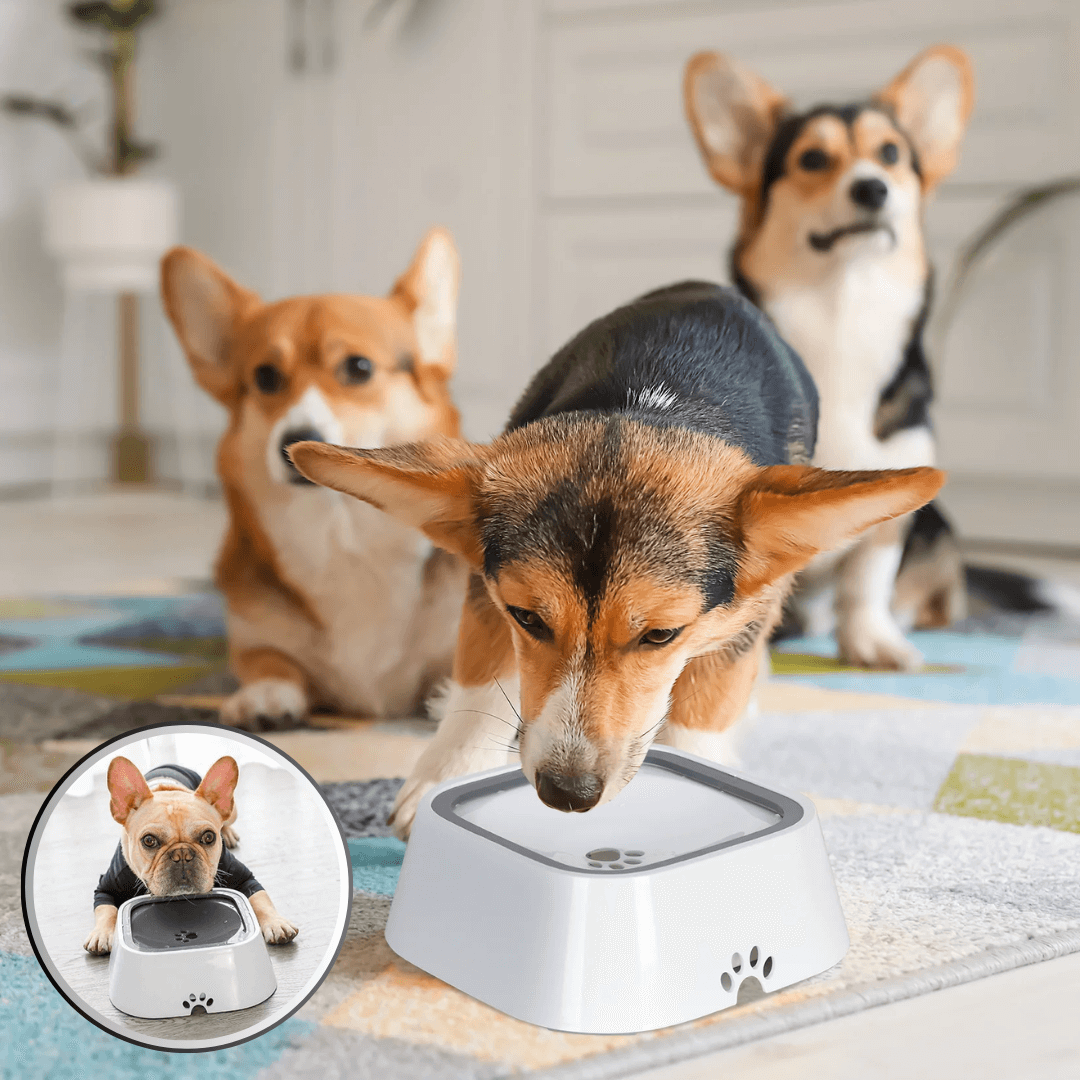 Bol pour chien - WaterBowl™