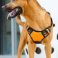 harnais-anti-traction-chien-orange