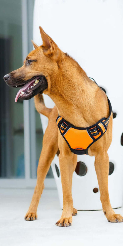 harnais-anti-traction-chien-orange