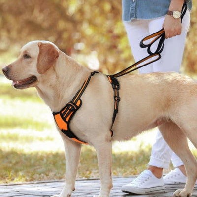 Harnais Anti Traction pour Chien - Heaven™️