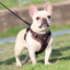 harnais-petit-chien-marron
