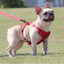 harnais-petit-chien-rose