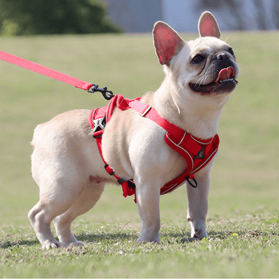 harnais-petit-chien-rose