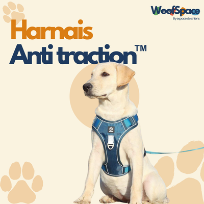Harnais chien anti traction - JollyWalk™️