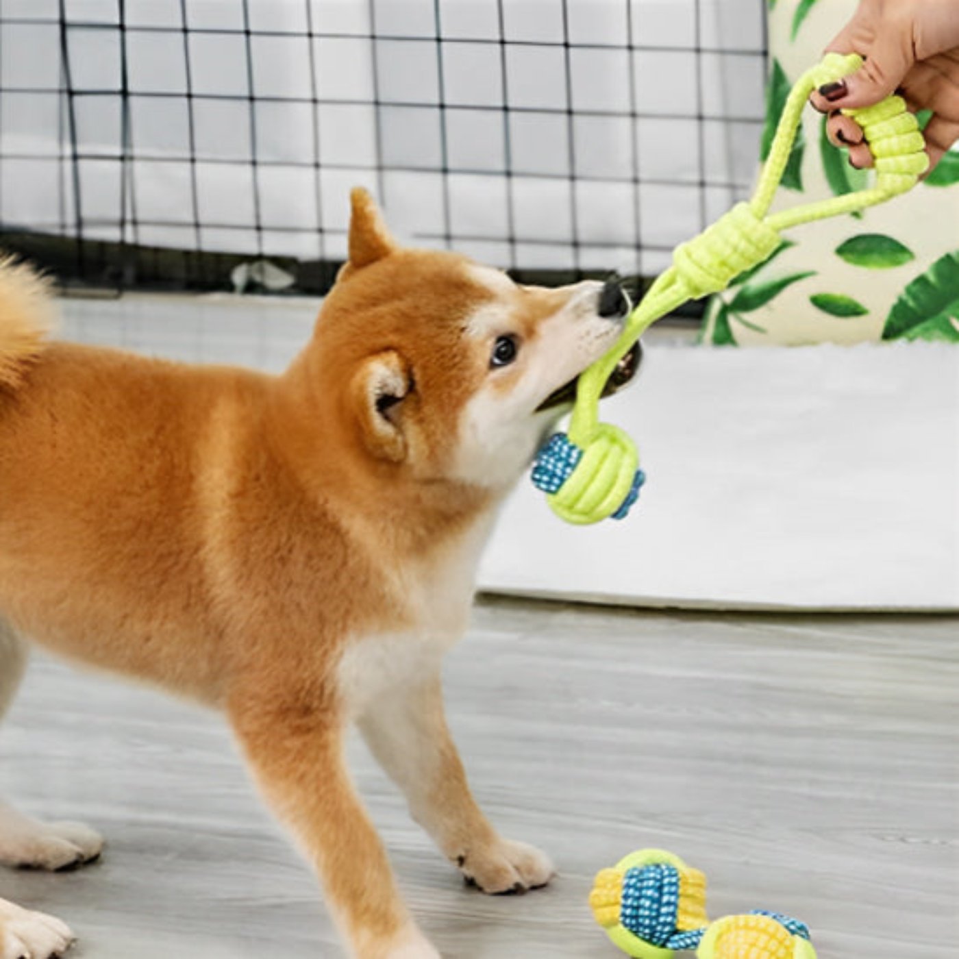 Jouet en corde pour chien