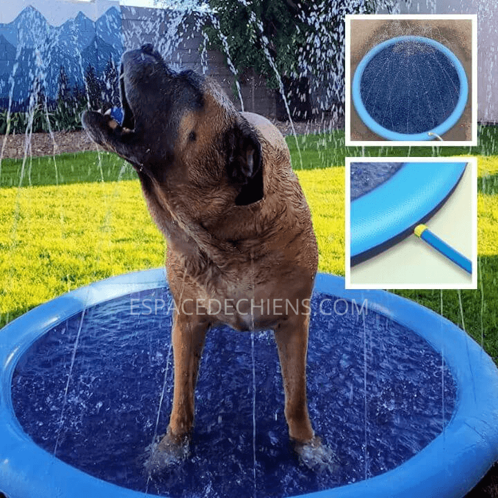 piscine-pour-chien-gifi