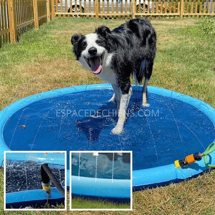 piscine-pour-chien