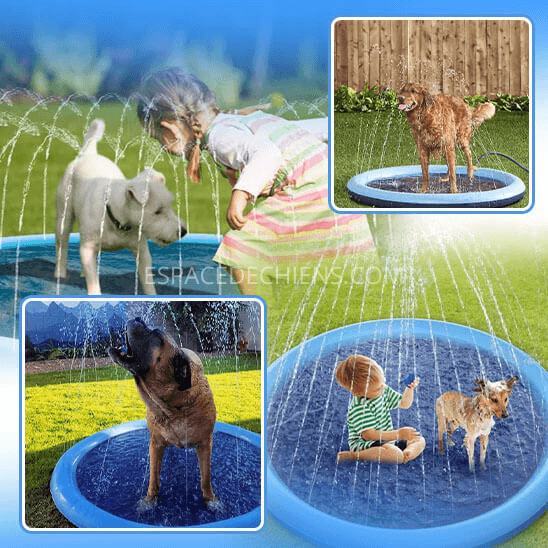 rampe-piscine-pour-chien